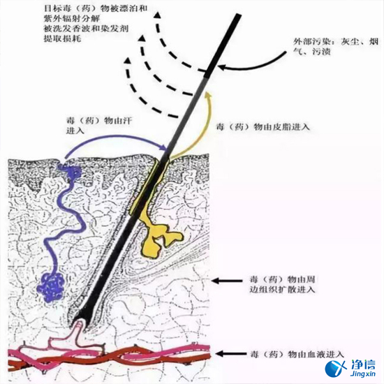  毛發(fā)毒品檢測(cè)儀檢測(cè)腿毛竟可以測(cè)出吸毒?做了全身脫毛也可以？